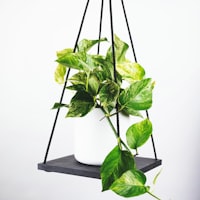 曼彻斯特联队队徽